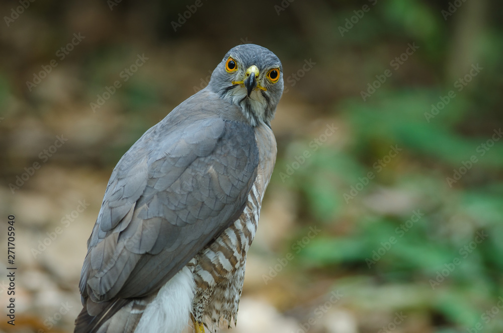 Fototapeta premium Crested goshawk in the nature