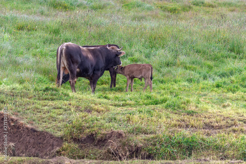 A cow suckles her calf in the field A cow suckles her calf in the field