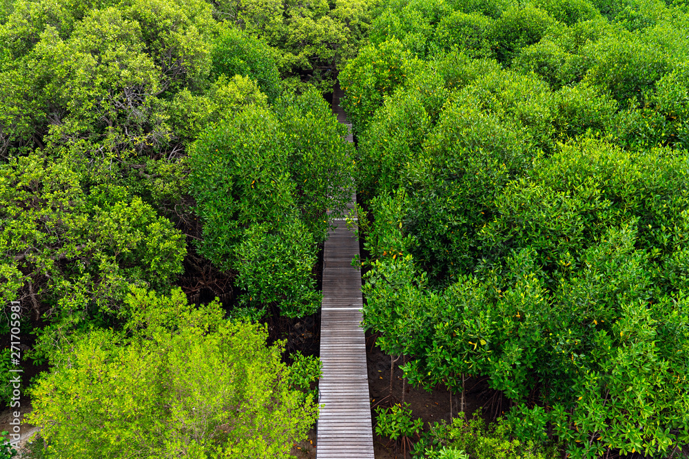 High angle view of wooden elevated path into mangrove forest High angle view of wooden elevated path into mangrove forest