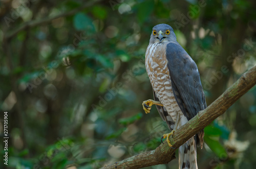 Shikra perching on a branch (Accipiter badius)