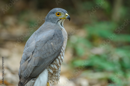 Crested goshawk in the nature