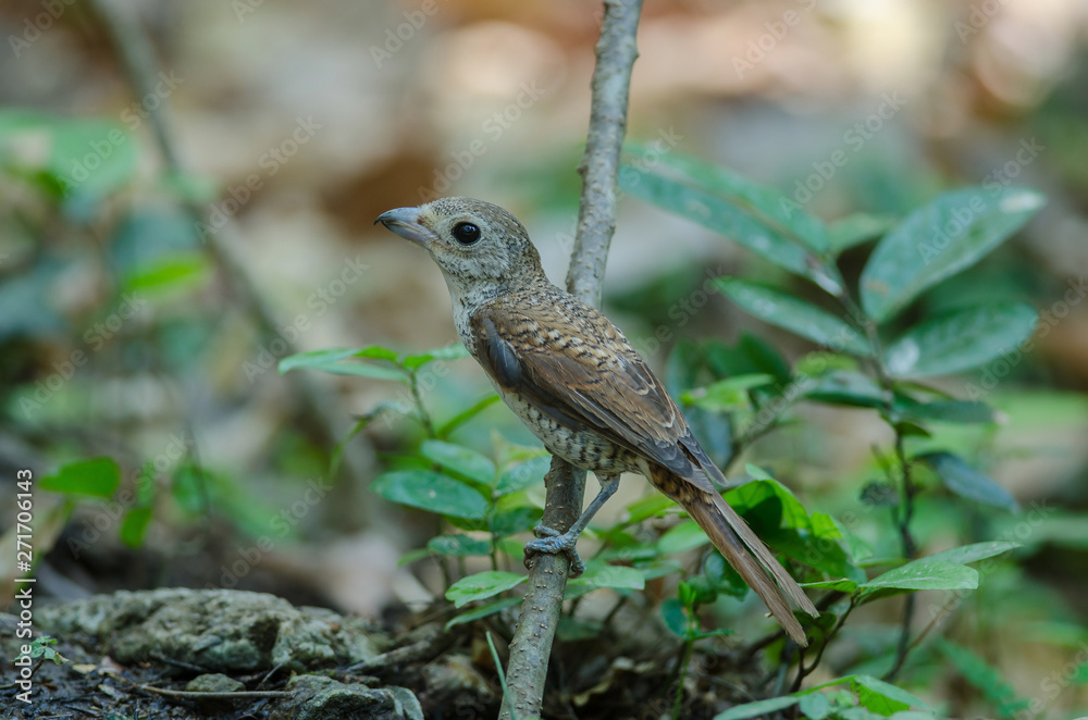 Fototapeta premium Tiger Shrike standing on a branch in nature
