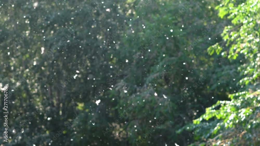 Poplar seeds fly in the wind against the background of green leaves illuminated by the sun. Many white fluff moving in the air flow on a dark green background. Allergy Season backdrop. Poplar seeds fly in the wind against the background of green leaves illuminated by the sun. Many white fluff moving in the air flow on a dark green background. Allergy Season backdrop.