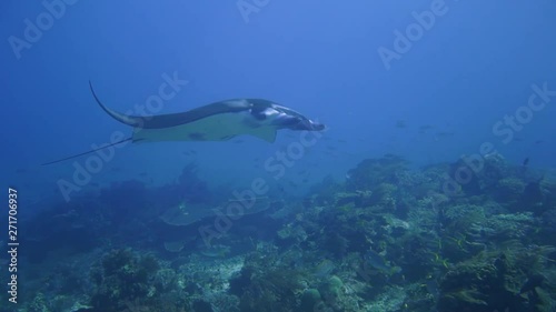 a beautiful mantaray gracefully swims by the camera in komodo. photo