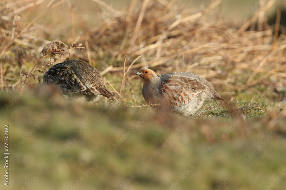A pair of rare Grey Partridge, Perdix perdix, feeding in the moors of Durham, UK. A pair of rare Grey Partridge, Perdix perdix, feeding in the moors of Durham, UK.