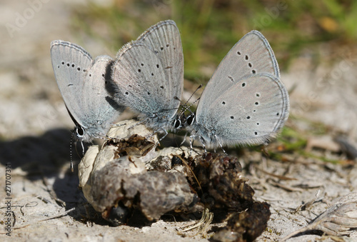 Three rare Small Blue Butterfly, Cupido minimus, feeding on animal faeces on the ground.