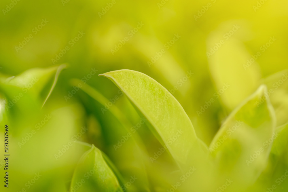 Obraz premium Creative green leaves with abstract background