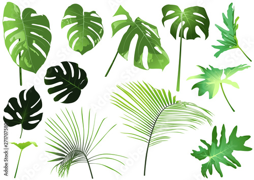 Tropical Leaves Set - Simple Tropical Plant Illustrations Isolated on White Background, Vector Graphic