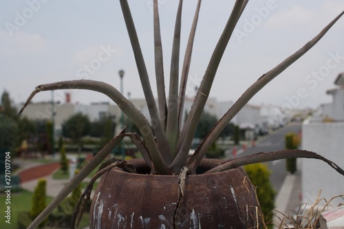 Tequila solitario