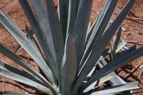 Tequila