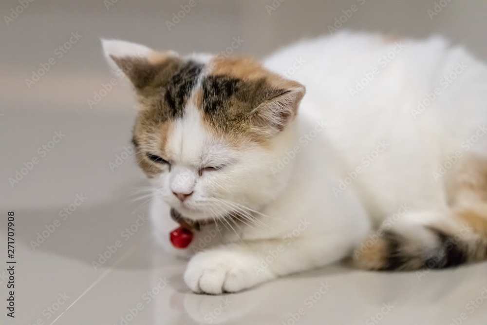 Close up portrait of cute cat.