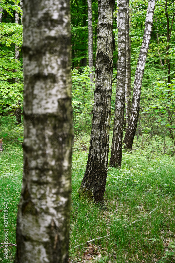 Trunks of birch in the forest.