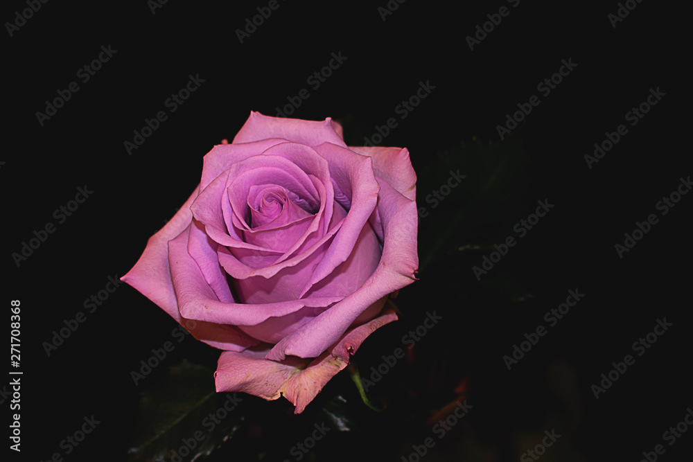 Single pink rose bud closeup. Rose background. Roses. Pink flowers. Single pink rose bud closeup. Rose background. Roses. Pink flowers.