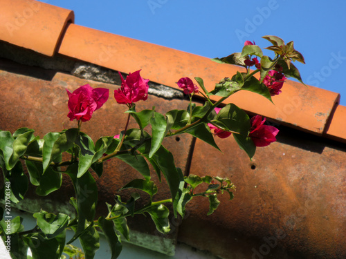 flowers on the roof