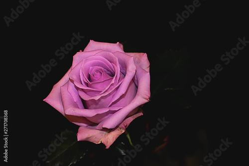 Single pink rose bud closeup. Rose background. Roses. Pink flowers.