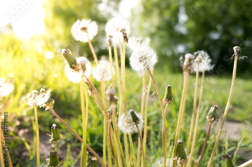 Fluffy dandelions glow in the rays of sunlight at sunset in nature on a meadow. Beautiful flowers in spring in a field close-up in the golden rays