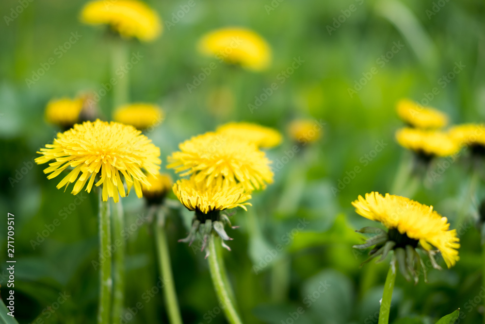 Yellow dandelion flowers. Dandelions field background on spring sunny day. Blooming dandelion. Yellow dandelion flowers. Dandelions field background on spring sunny day. Blooming dandelion.