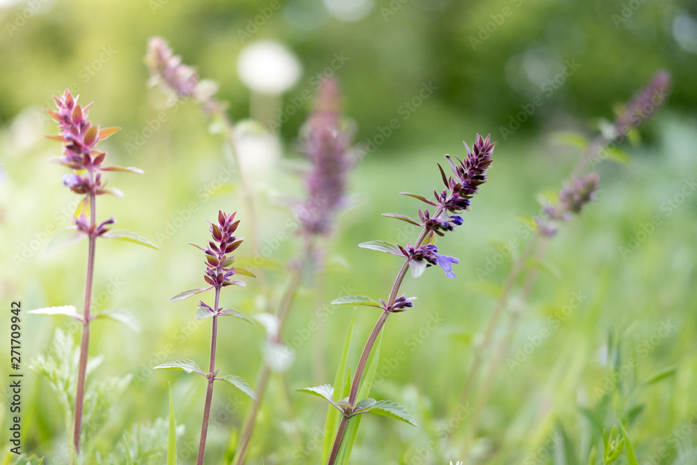 Wild meadow flower purple close-up. Ecology nature concept. Blooming fields Wild meadow flower purple close-up. Ecology nature concept. Blooming fields