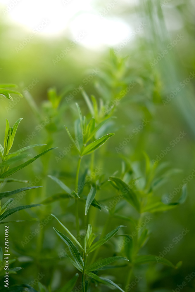 wild meadow nature close-up, ecology nature macro with a small depth of field wild meadow nature close-up, ecology nature macro with a small depth of field