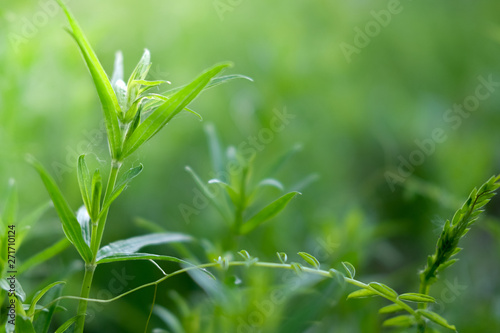 wild meadow nature close-up  ecology nature macro with a small depth of field