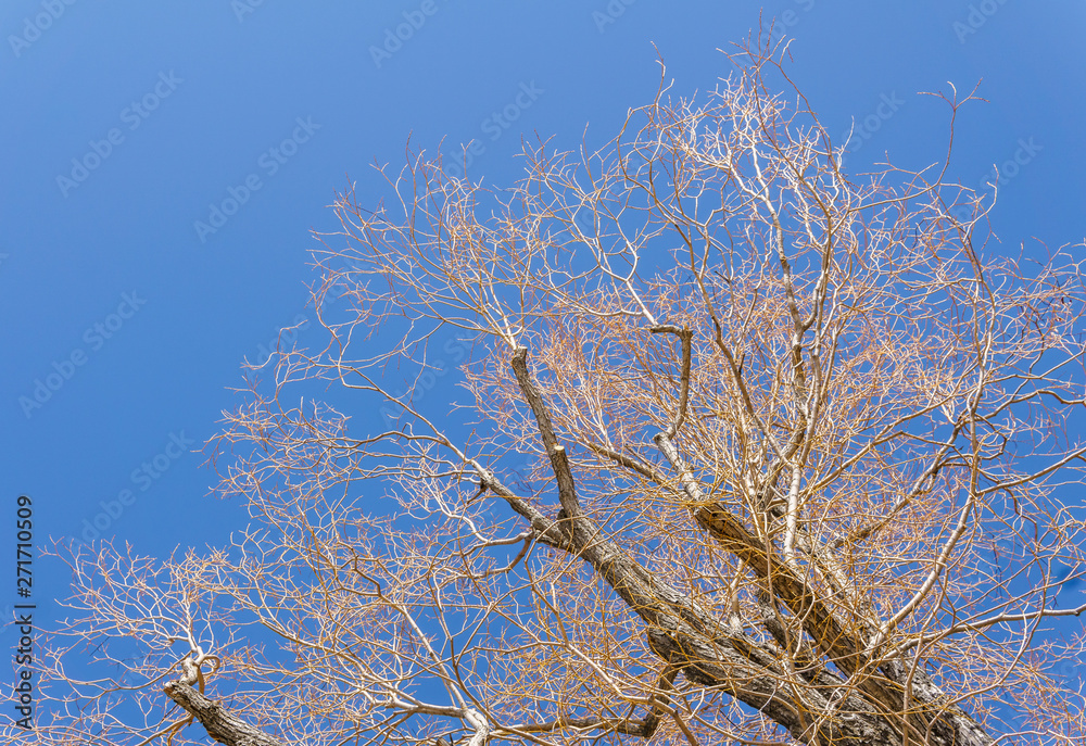 one yellow spring tree on a sunny day with bright blue sky.