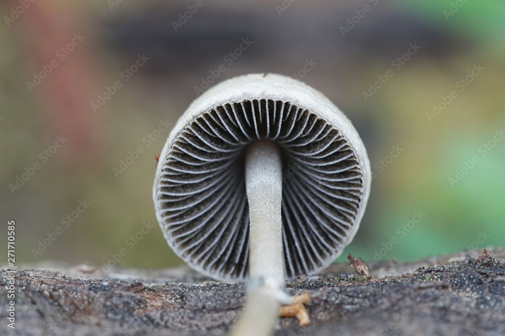 Φωτογραφία Panaeolus semiovatus var