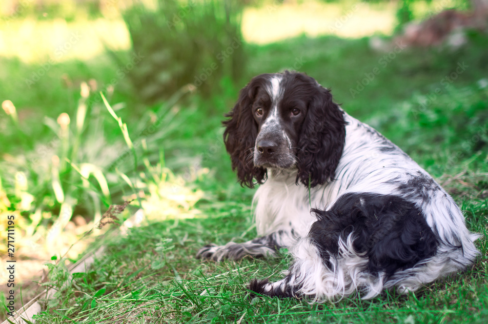 Beautiful black and white dog breed Spaniel, which lies on the green grass