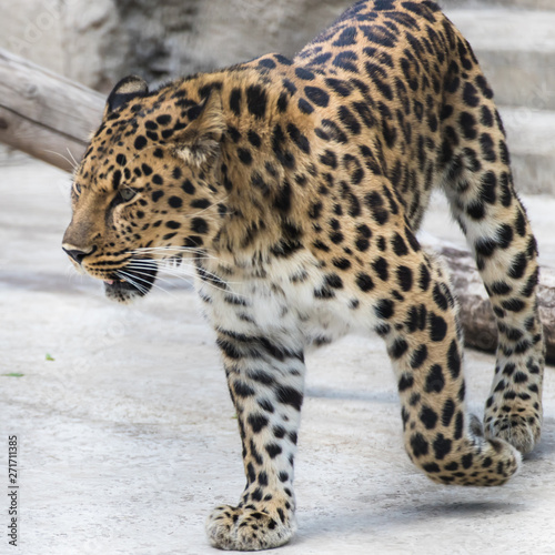 The far Eastern leopard 