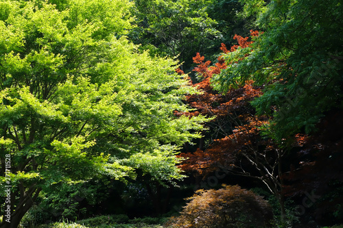 maple leaves in summer forest