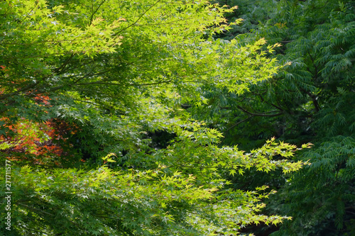 maple leaves in summer forest