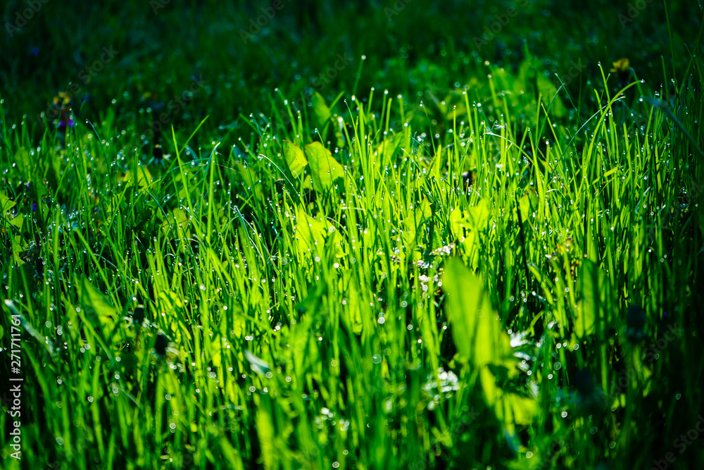 Fototapeta premium Fresh green grass with dew drops close up. Light morning dew on the green grass