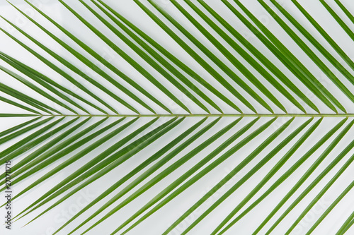 on a white background  close-up  green palm leaf
