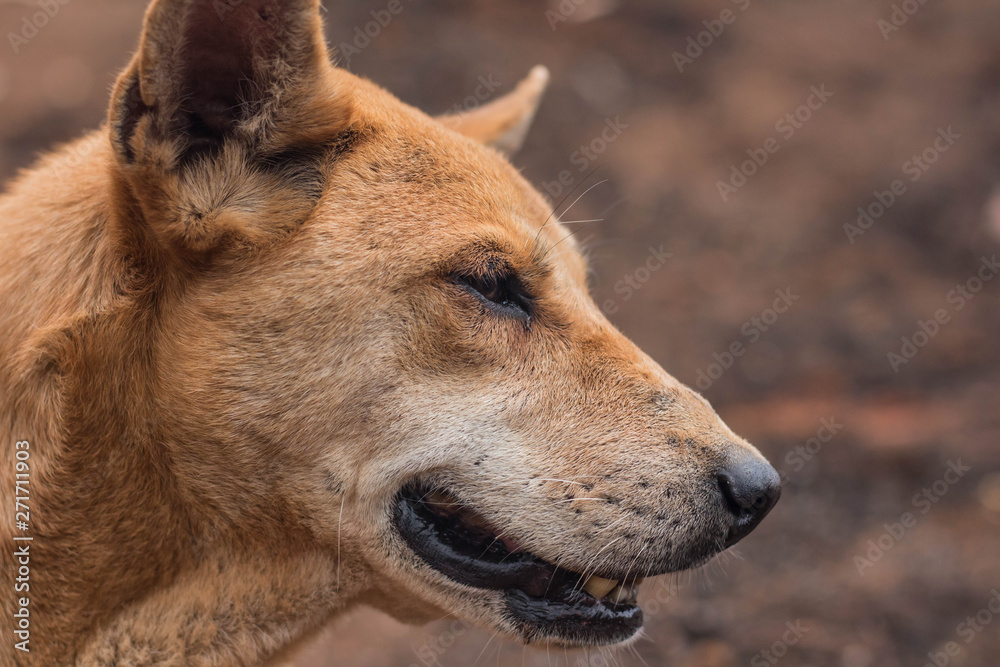 Fototapeta premium the dog