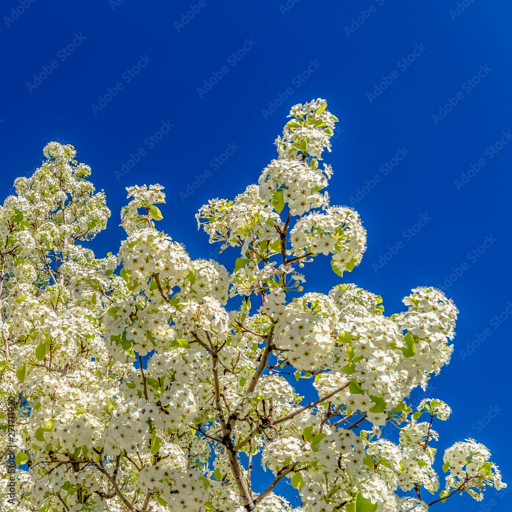 Frame Square Flowering tree with white blossoms isolated against vibrant blue sky background Frame Square Flowering tree with white blossoms isolated against vibrant blue sky background
