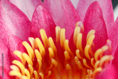 Close up of pink water lily