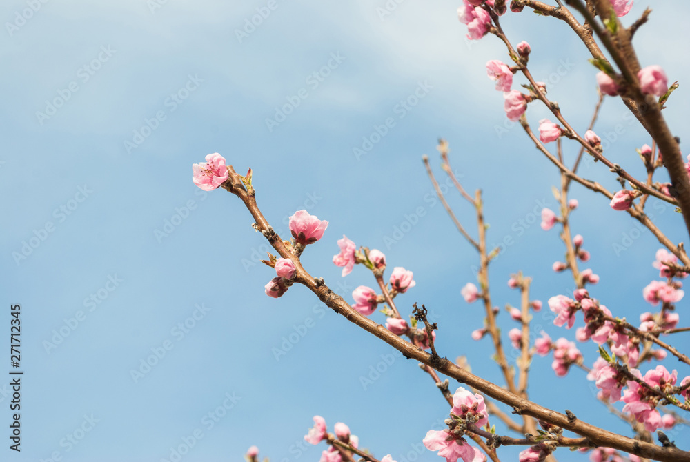 Beautiful cherry blossom sakura in spring time over blue sky. Beautiful cherry blossom sakura in spring time over blue sky.