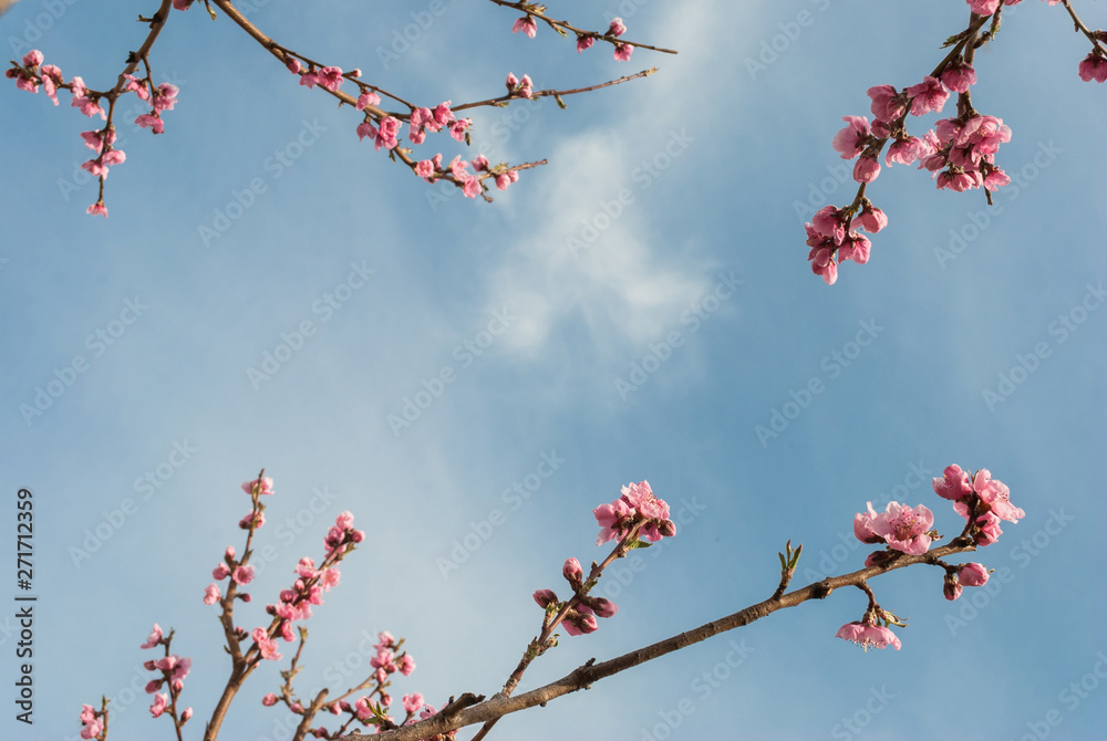 Beautiful cherry blossom sakura in spring time over blue sky. Beautiful cherry blossom sakura in spring time over blue sky.