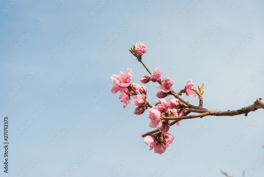Beautiful cherry blossom sakura in spring time over blue sky. Beautiful cherry blossom sakura in spring time over blue sky.