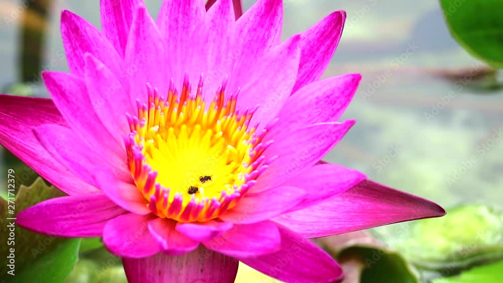 pink lotus flower blooming on pond green pad background pink lotus flower blooming on pond green pad background