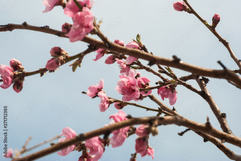 Beautiful cherry blossom sakura in spring time over blue sky. Beautiful cherry blossom sakura in spring time over blue sky.