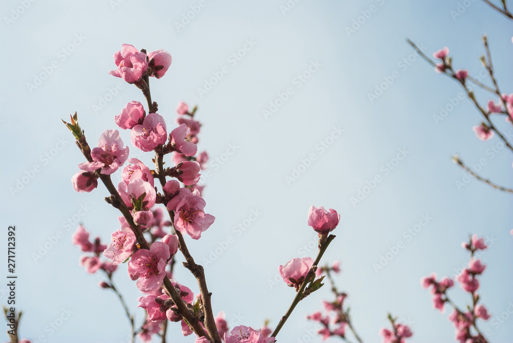 Beautiful cherry blossom sakura in spring time over blue sky. Beautiful cherry blossom sakura in spring time over blue sky.