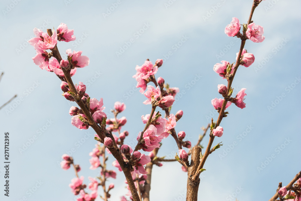Beautiful cherry blossom sakura in spring time over blue sky. Beautiful cherry blossom sakura in spring time over blue sky.