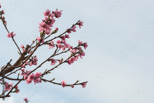 Beautiful cherry blossom sakura in spring time over blue sky.