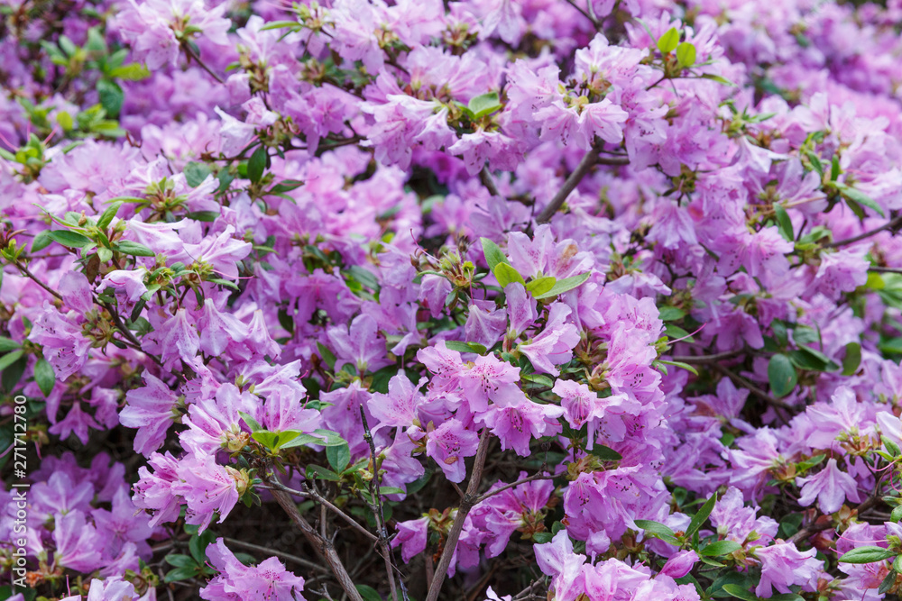 Kamchatka rhododendron. R. Camtschtikum. Purple flower background