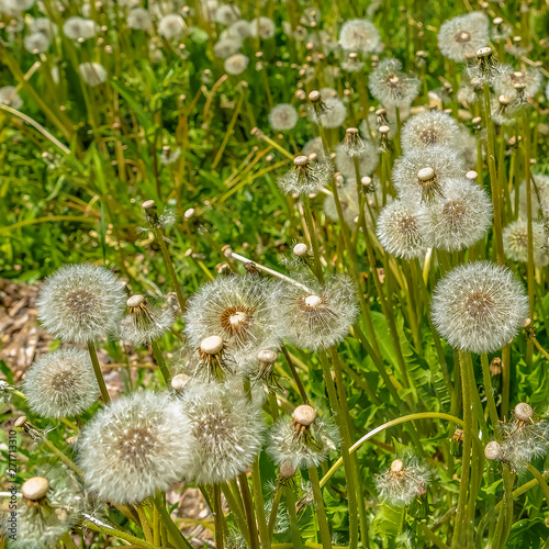 Square White dandelions thriving near a rocky creek surrounded by lush green foliage