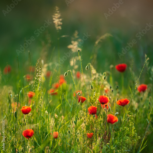 Natural Wildflower Meadow with red Poppies, selective focus