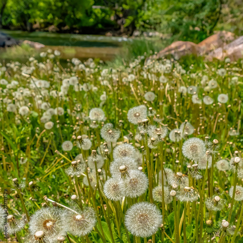 Frame Square White dandelions thriving near a rocky creek surrounded by lush green foliage