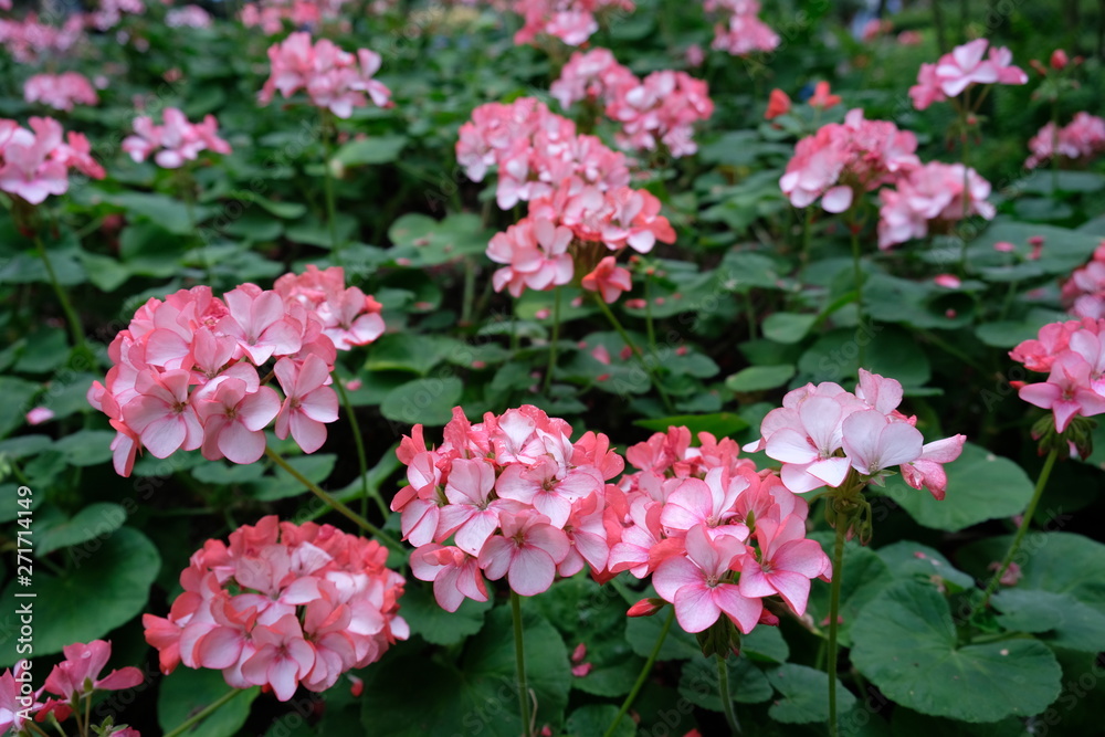 Clusters of light pink Zonal Germaniums (Pelargonium zonale) flowers rounded leaves Clusters of light pink Zonal Germaniums (Pelargonium zonale) flowers rounded leaves