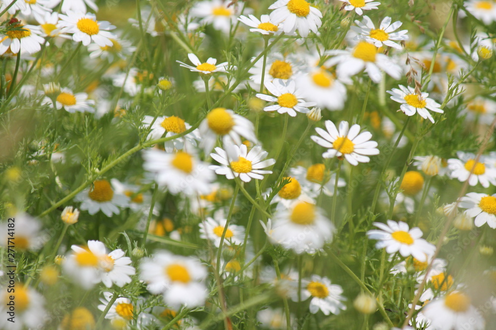 Fototapeta premium Flowering of daisies. Oxeye daisy, Leucanthemum vulgare, Daisies, Dox-eye, Common daisy, Dog daisy, Moon daisy. Gardening concept