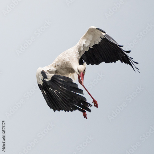 Close up of an isolated white stork bird in the wild- Romania